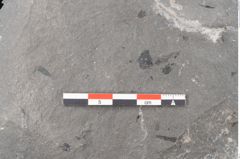 Foto (Detailansicht) von Asterocarpus meriani Brongniart (NHMW-GEO-2024-0188-10611)